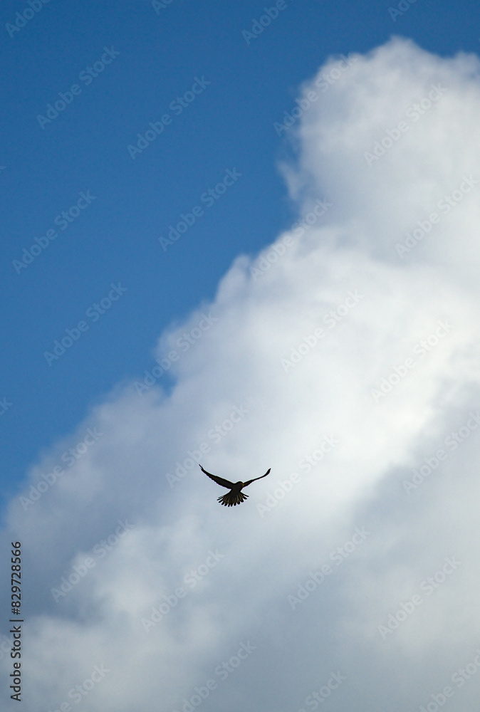 Big bird soaring in a cloudy blue sky. Big bird soaring in a cloudy blue sky.