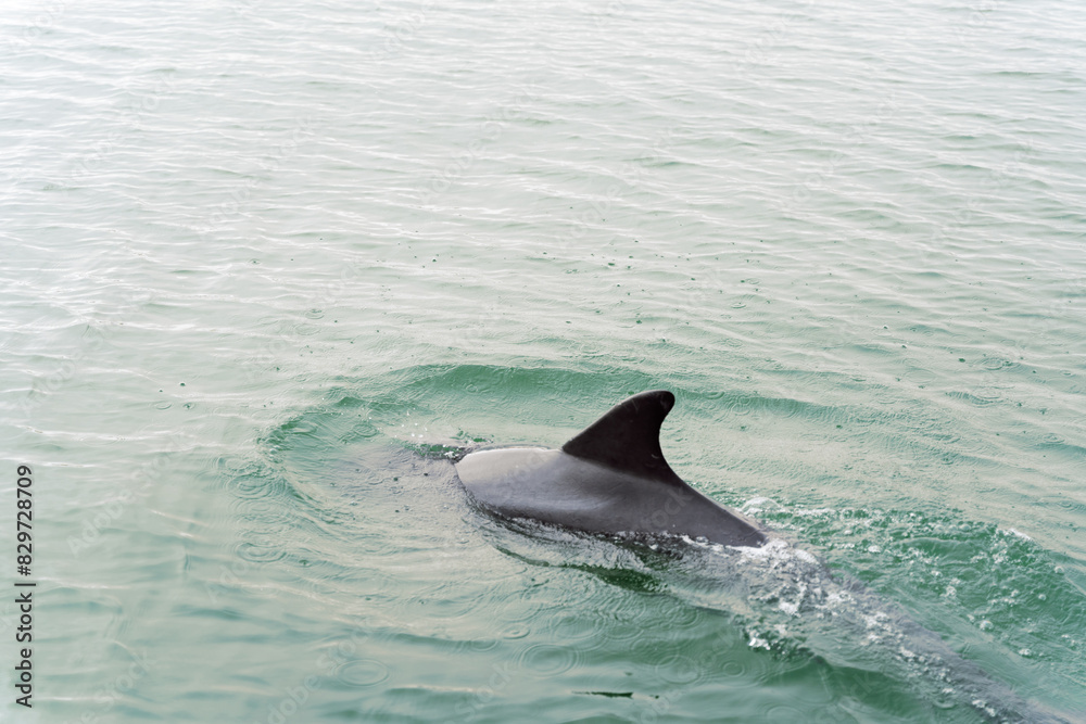 Fototapeta premium Dolphin swims in the ocean.