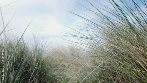 Wallpaper Mural Close-up, Dune grasses sway in sea breeze at Southwold coastal beach Torontodigital.ca