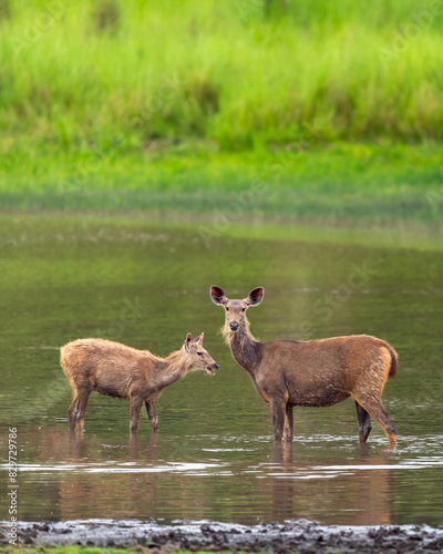 sambar deer or rusa unicolor herd or family resting or relaxing in water body in natural scenic green background during outdoor wildlife safari at bandhavgarh national park forest tiger reserve india