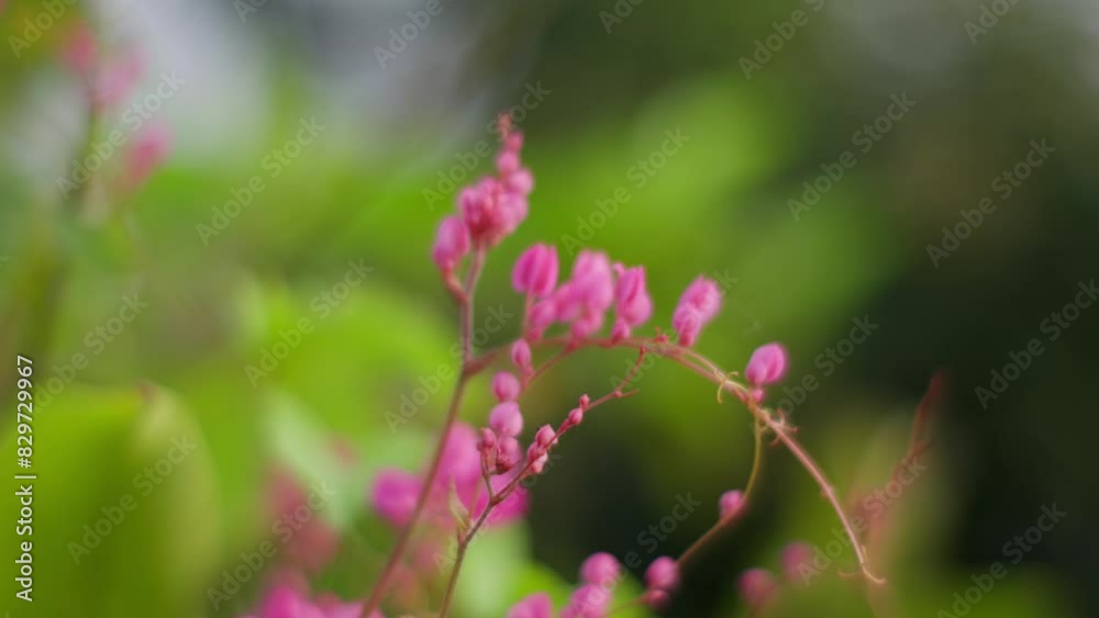 Delicate pink blooms of the Mexican Creeper against a vibrant green background