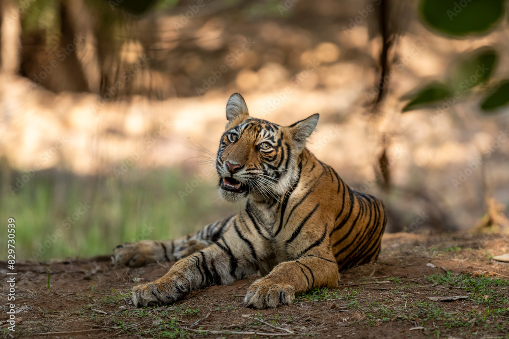Showstopper wild female tiger cub or panthera tigris closeup with face expression and morning sunlight on half face sitting in jungle safari at Ranthambore National Park Forest Reserve Rajasthan India Showstopper wild female tiger cub or panthera tigris closeup with face expression and morning sunlight on half face sitting in jungle safari at Ranthambore National Park Forest Reserve Rajasthan India