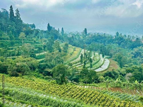 vineyard in the mountains