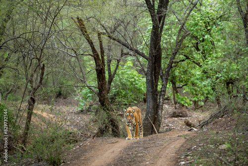 Obraz na płótnie wild female bengal tiger or panthera tigris a showstopper walking head on safari