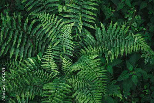 Green fern leaves background top view in concept nature