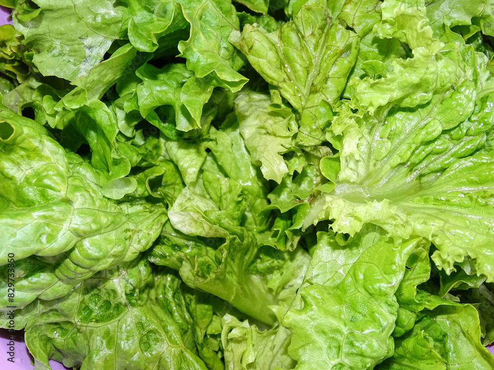 Fresh lettuce ready to eat. Lactuca sativa Fresh lettuce ready to eat. Lactuca sativa
