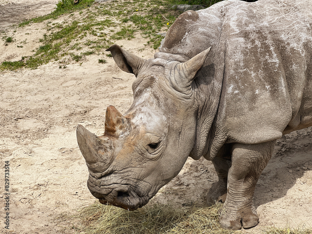 An old white rhinoceros in the zoo walks and eats grass and hay An old white rhinoceros in the zoo walks and eats grass and hay