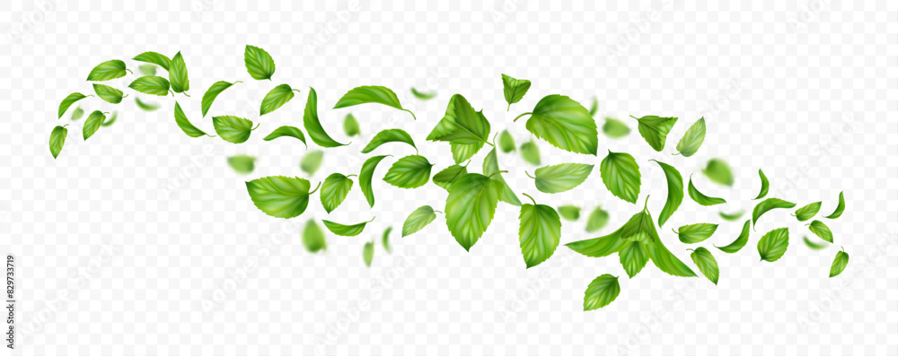 Fresh leaves falling and flying in air, isolated spiral or whirlwind with leafages and twigs of mint. Vector wind realistic effect with greenery of mentha herb. Vortex and swirls of peppermint Fresh leaves falling and flying in air, isolated spiral or whirlwind with leafages and twigs of mint. Vector wind realistic effect with greenery of mentha herb. Vortex and swirls of peppermint