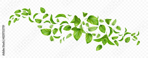 Fresh leaves falling and flying in air, isolated spiral or whirlwind with leafages and twigs of mint. Vector wind realistic effect with greenery of mentha herb. Vortex and swirls of peppermint