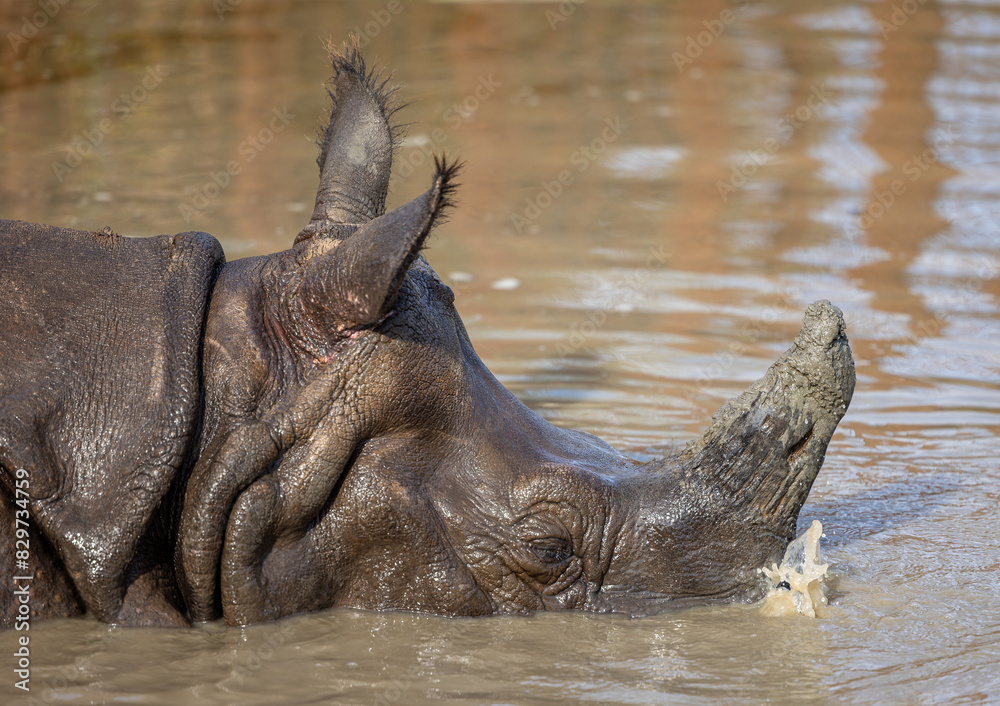 Indian Rhinoceros Submerged Blowing Bubbles Underwater Stock Photo