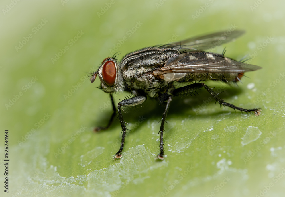 Macro shot of a Wohlfart fly on a vibrant green leaf Macro shot of a Wohlfart fly on a vibrant green leaf