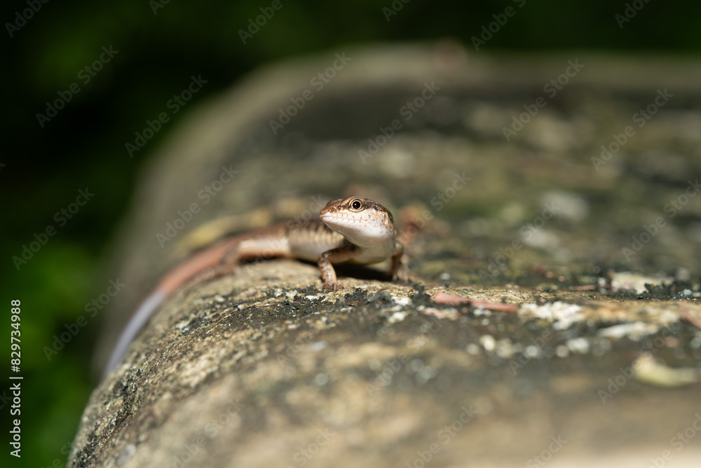 Common skink (Sphenomorphus) basking on a sunlit rock Common skink (Sphenomorphus) basking on a sunlit rock