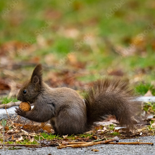 Squirrel munching on a nut in the woods © Wirestock
