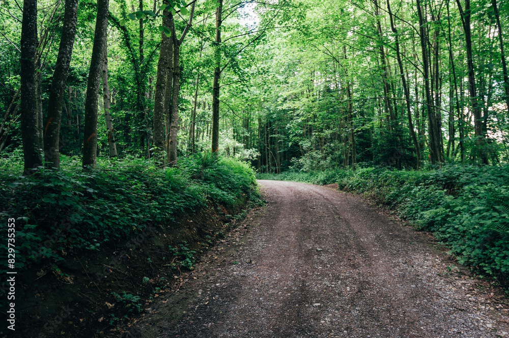 Panoramic view on a dirt road through a natural forest park Panoramic view on a dirt road through a natural forest park