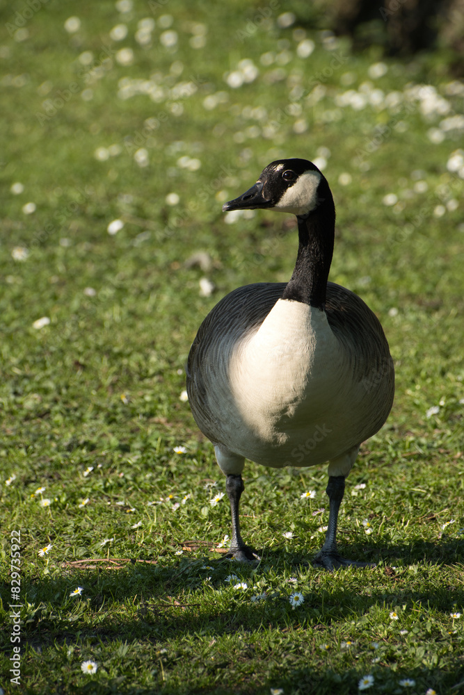 Obraz premium Closeup of a goose on green grass in a park in Renipont, Belgium