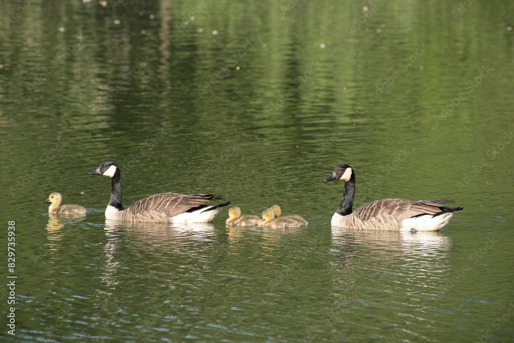 Closeup of a flock of geese in a pond in Renipont, Belgium Closeup of a flock of geese in a pond in Renipont, Belgium