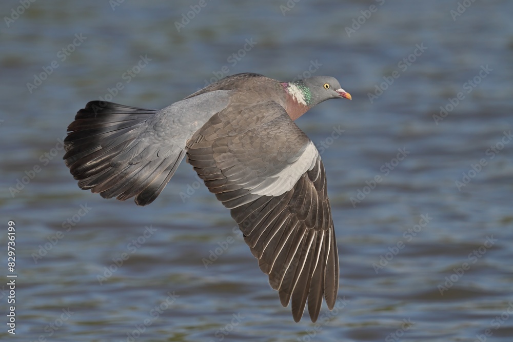 Fototapeta premium Wood Pigeon soars over water on a sunny day