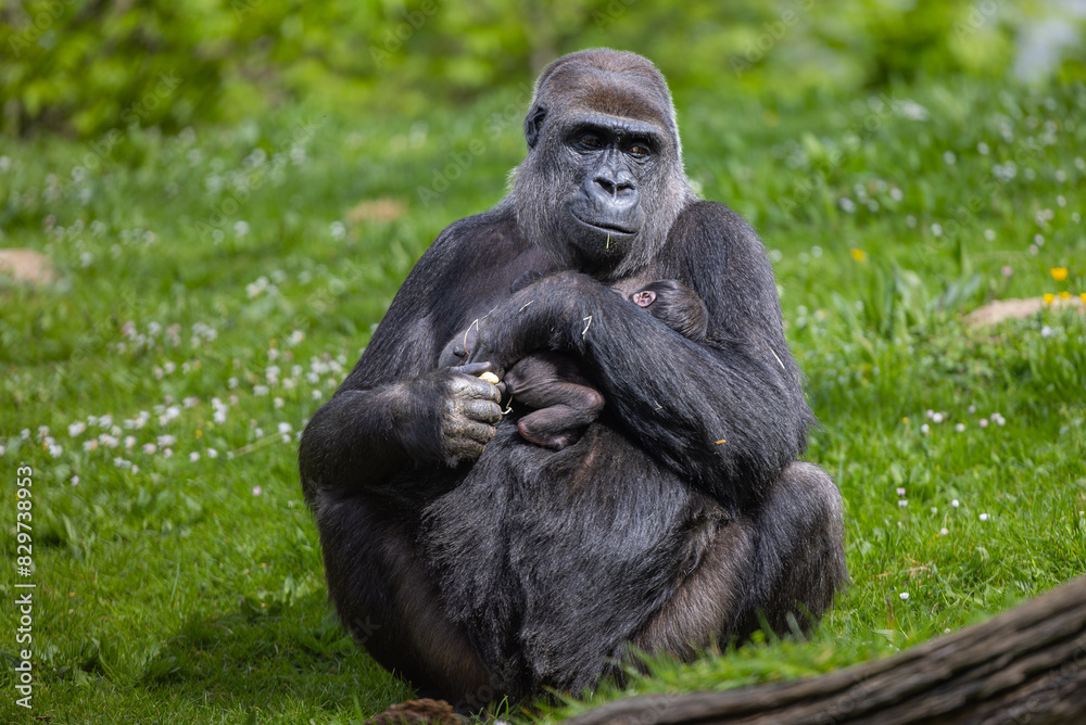 Lowland gorilla mother and baby relaxing on grass at the zoo Lowland gorilla mother and baby relaxing on grass at the zoo