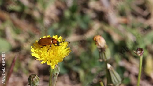 Selective zoom shot of a Lilioceris Lilii beetle on a yellow flower. photo