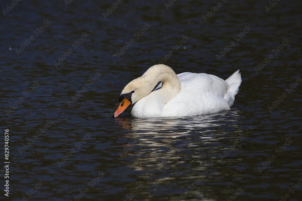 Fototapeta premium White swan swimming in a pond on a sunny day