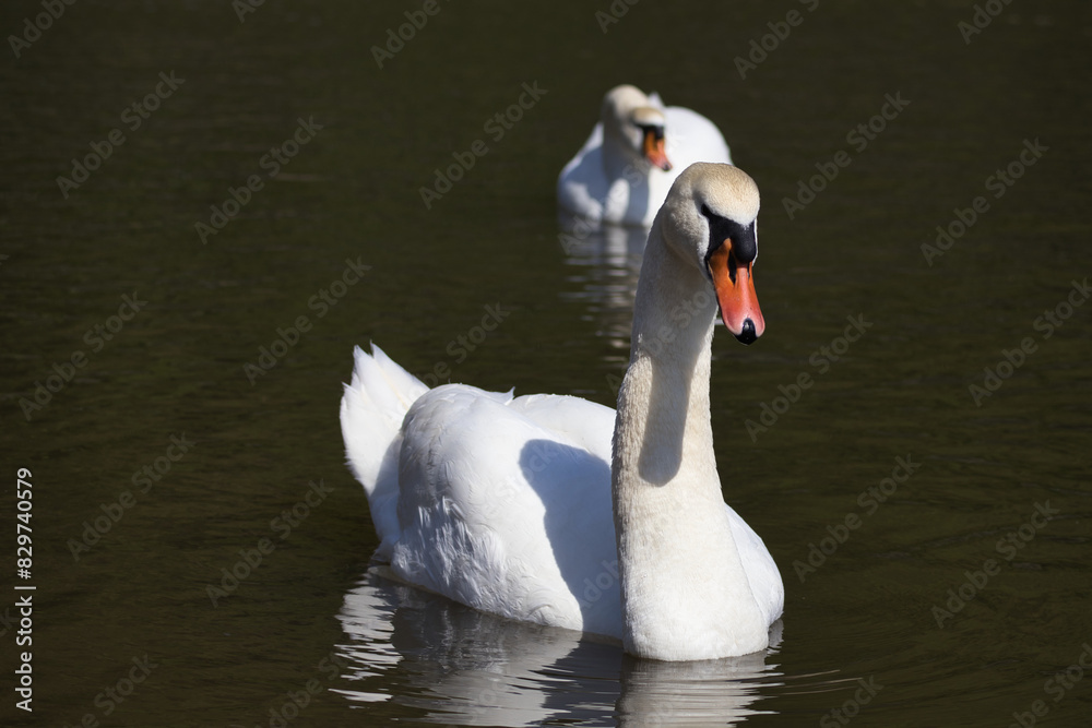 Fototapeta premium White swans swimming in a pond on a sunny day