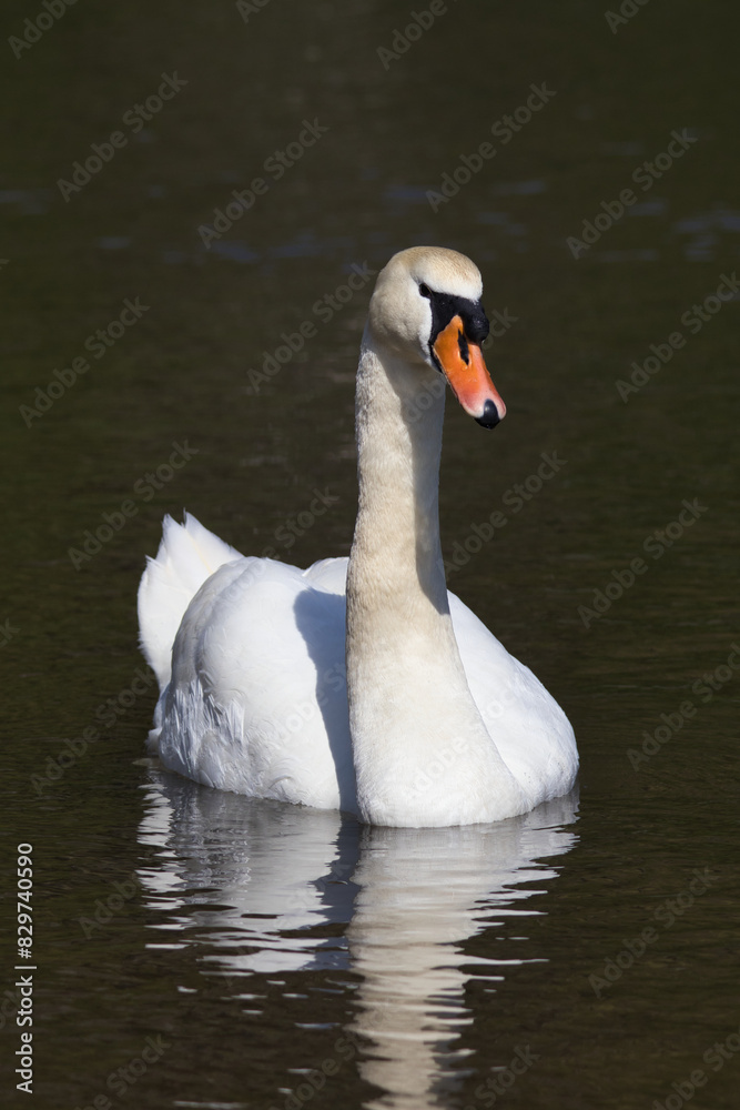 Obraz premium White swan swimming in a pond on a sunny day