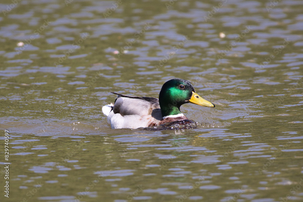Mallard swimming in a pond on a sunny day Mallard swimming in a pond on a sunny day