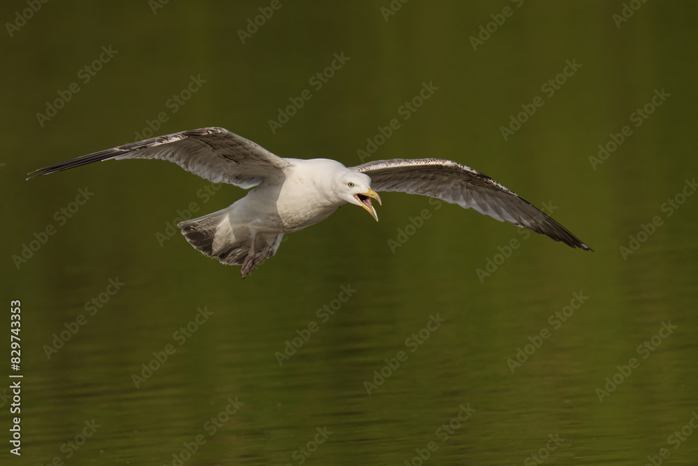 Herring Gull gliding gracefully above tranquil waters Herring Gull gliding gracefully above tranquil waters