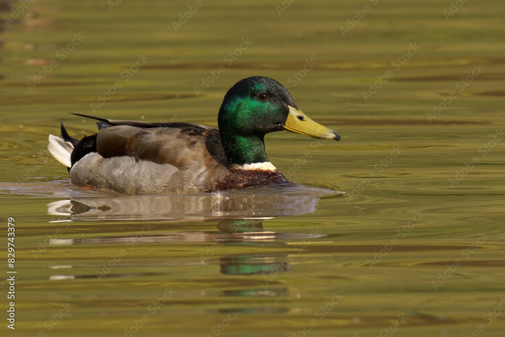 Obraz premium Male Mallard Duck swimming in a lake