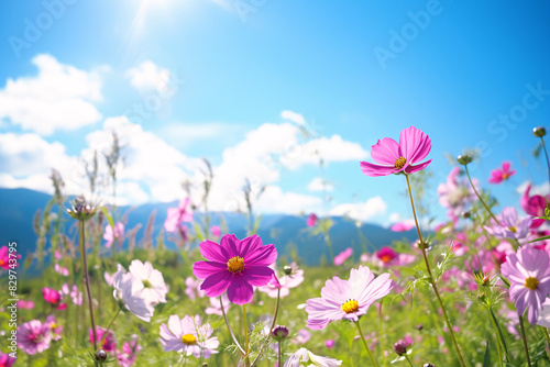 Bright pink and white wildflowers blooming in a sunny field under a blue sky