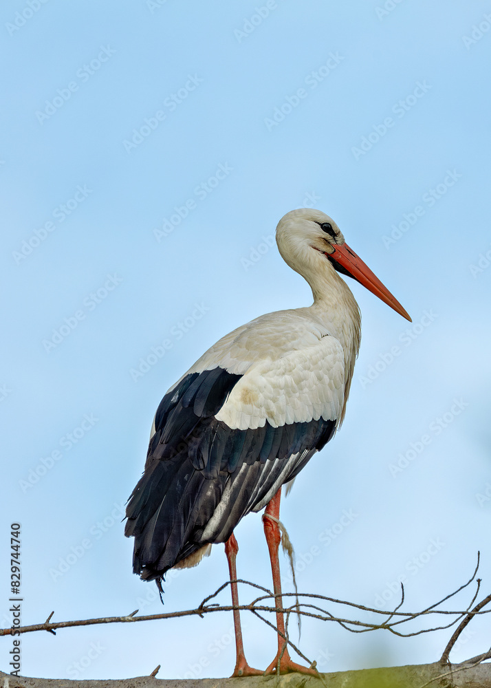 Fototapeta premium White Stork (Ciconia ciconia) - Commonly Found in Europe, Africa, and Asia