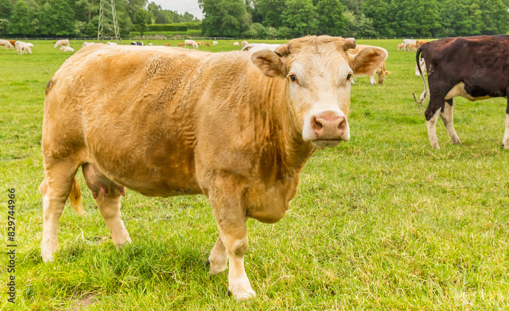Irish limousin cow in the field near Papenburg, Germany Irish limousin cow in the field near Papenburg, Germany