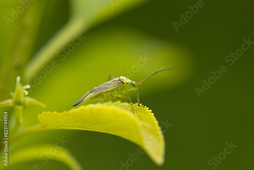 Palearctic plant bug (Rhabdomiris striatellus) with elongated tail resting on a green leaf photo