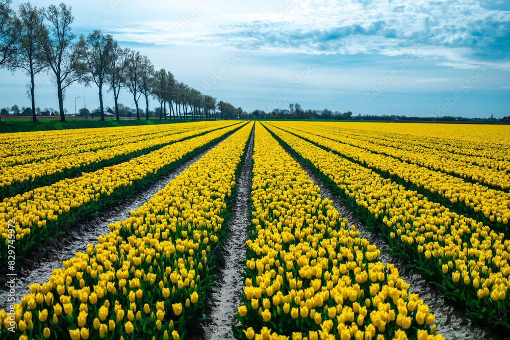 Tulip Season in the Netherlands Tulip Season in the Netherlands