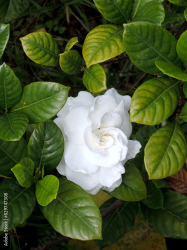 Clavel