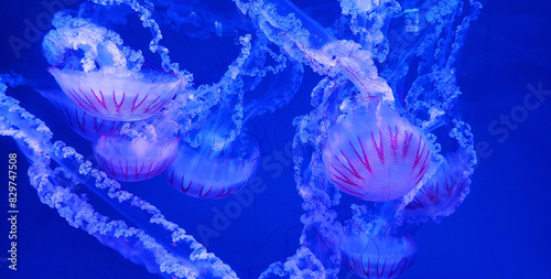 Jellyfishes swimming in the blue water photo