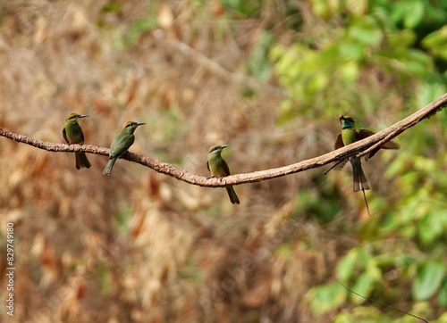 Flock of green bee-eaters (Merops orientalis) on a branch catching dragonfly photo