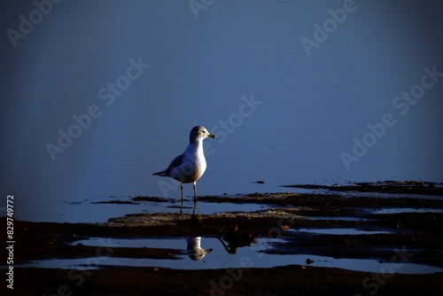 Seagull strolling on rocky shore at night. photo