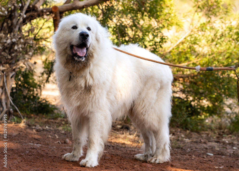 Dog walking on a wooden path. Dog walking on a wooden path.