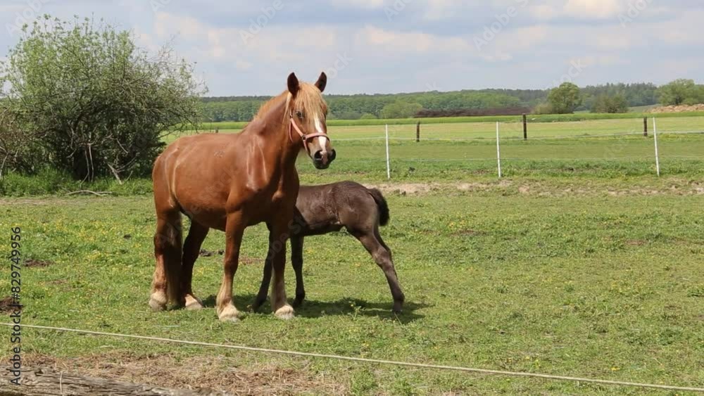 Horses graze in a pasture near a farm.
Horses graze in a pasture near a farm.