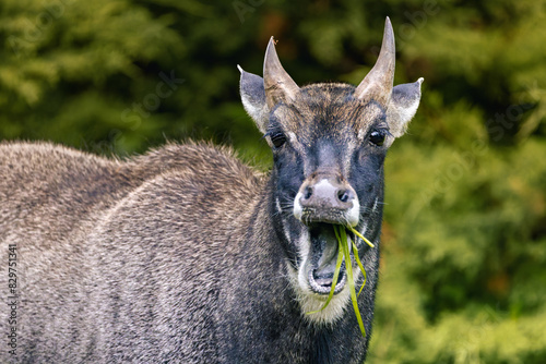 Closeup shot of a nilgai antelope grazing on green grass photo