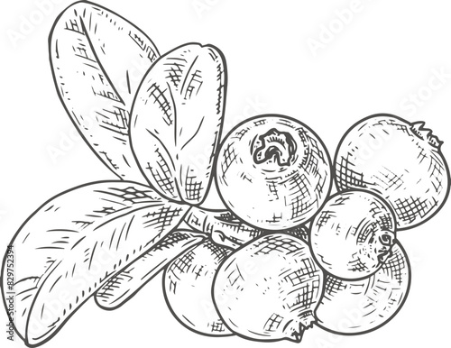 Hand drawn fresh cowberry on a branch with leaves. Vector illustration isolated on white background.