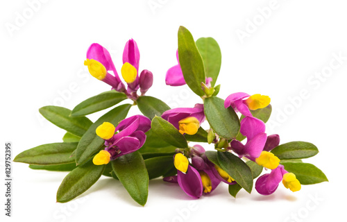 Shrubby milkwort flowers photo