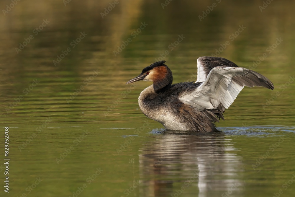 Great Crested Grebe flaps wings in the water Great Crested Grebe flaps wings in the water