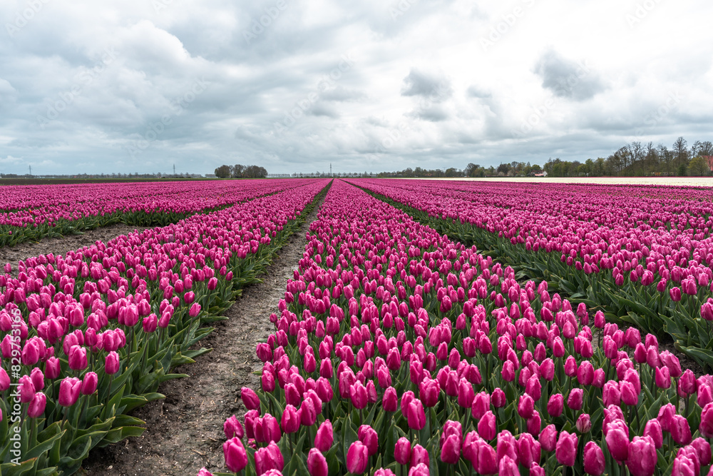 Tulip rows under an overcast sky Tulip rows under an overcast sky