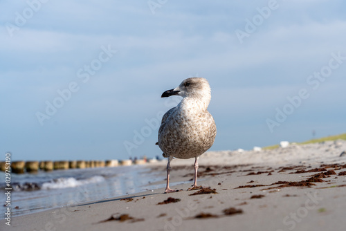 White seagull perched on the beach with water and shore in the background