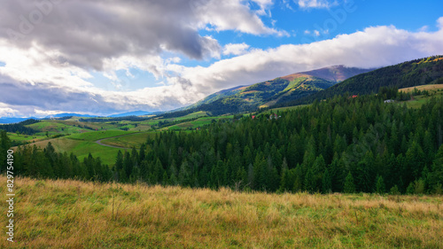 rural landscape in carpathian mountains of ukraine. alpine countryside scenery with grassy meadows and forested rolling hills in autumn. scenic view of the pasture near borzhava ridge on a cloudy day © Pellinni