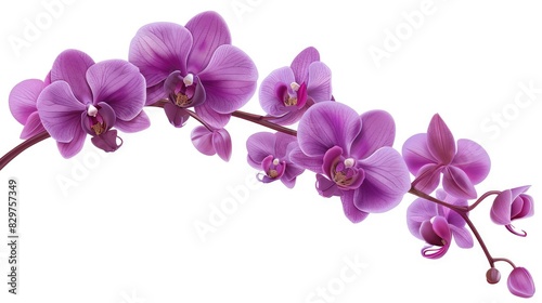 Branch of purple orchid phalaenopsis