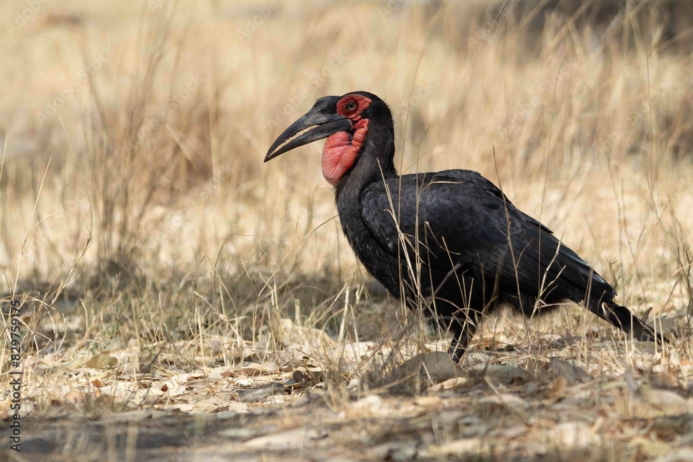 Obraz premium Ground hornbill