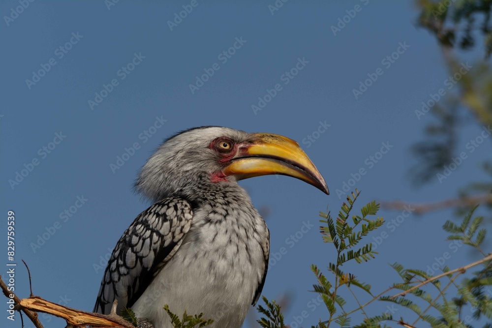Yellow-billed hornbill Yellow-billed hornbill